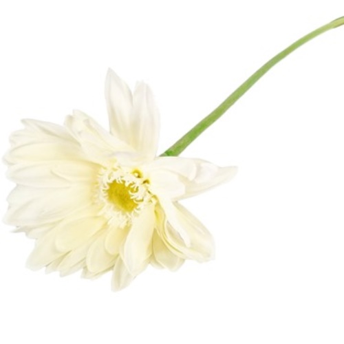 [F71709] VARA FLOR GERBERA 56 CM (03254)
